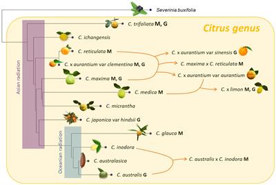 Comparative genetic mapping and a consensus interspecific genetic map reveal strong synteny and collinearity within the Citrus genus